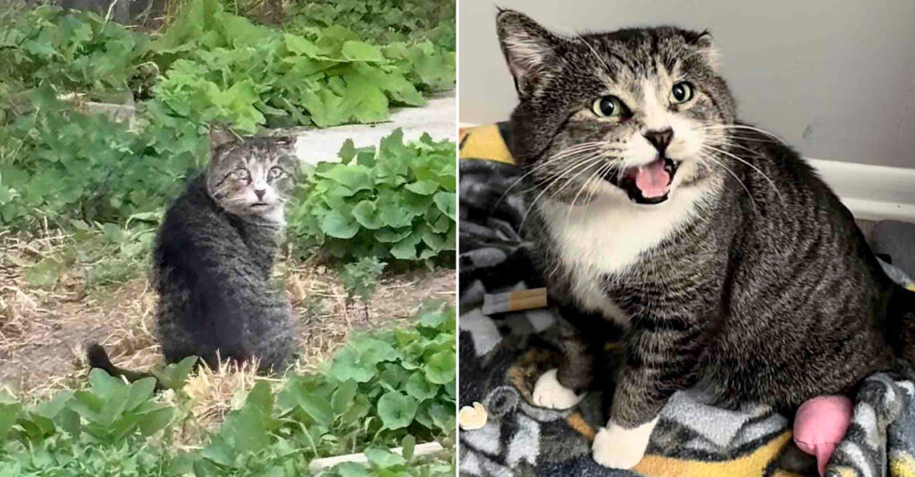 野良猫 1年間の努力の末、ついに保護することに成功した大きな野良猫。実は話
