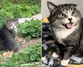 1年間の努力の末、ついに保護することに成功した大きな野良猫。実は話したがり屋の穏やかな巨人だと分かりました