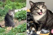 1年がかりで保護された猫