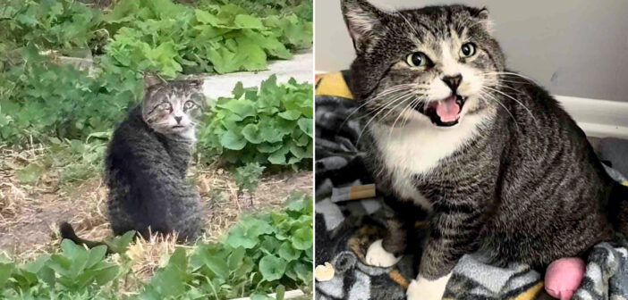 1年間の努力の末、ついに保護することに成功した大きな野良猫。実は話したがり屋の穏やかな巨人だと分かりました