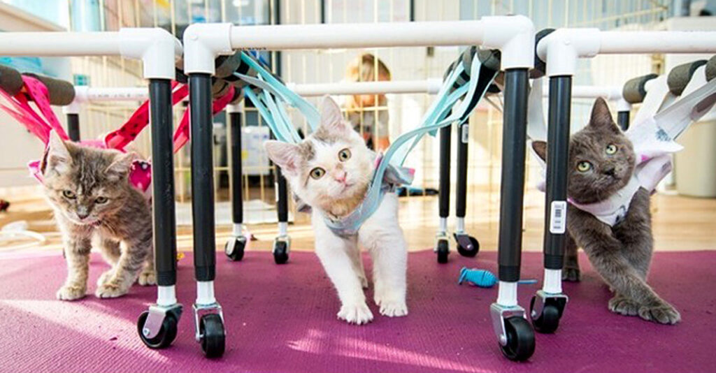 生まれつき歩くことができなかった子猫の3姉妹。手作り歩行器で歩けた