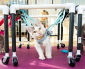 生まれつき歩くことができなかった子猫の3姉妹。手作り歩行器で歩けたことが嬉しくて、幸せ溢れる姿を見せてくれた