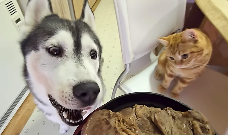ステーキが気になる犬と子猫