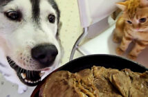 ステーキが気になる犬と子猫