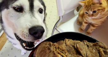 ステーキが気になる犬と子猫
