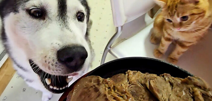生まれて初めて特大ステーキを食べた子猫と犬達。美味し過ぎて秒で食べちゃう様子にビックリ (*ﾟ0ﾟ)！