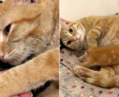 安楽死のために連れてこられた母猫。獣医さんが懸命に命を繋ぎ止めると、愛する子猫達との幸せな再会が待っていた！