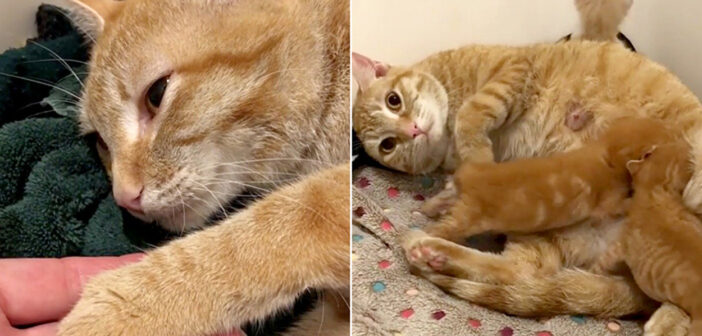 安楽死のために連れてこられた母猫。獣医さんが懸命に命を繋ぎ止めると、愛する子猫達との幸せな再会が待っていた!