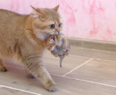 「こっちの方が快適ね♪」子猫達のために安全な家を見つけた母猫。幼い子猫を咥えて引っ越しする様子が可愛い♡