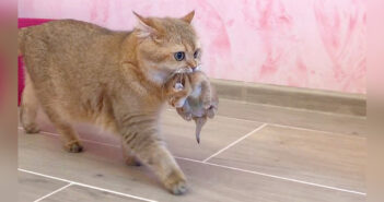 「こっちの方が快適ね♪」子猫達のために安全な家を見つけた母猫。幼い子猫を咥えて引っ越しする様子が可愛い♡