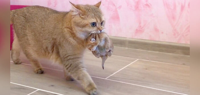 「こっちの方が快適ね♪」子猫達のために安全な家を見つけた母猫。幼い子猫を咥えて引っ越しする様子が可愛い♡