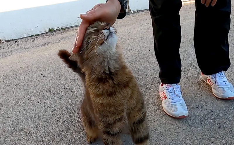 大好きな女性に甘える猫