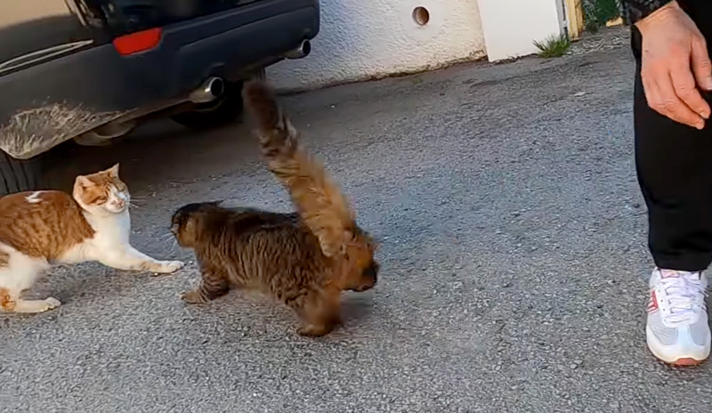 全ての猫に攻撃する猫