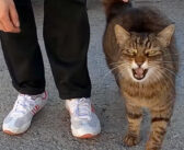 いつも世話してくれる優しい女性を独り占めしたい猫。女性に近づこうとする全ての猫を攻撃する様子にビックリ！