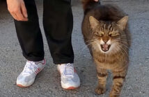 大好きな女性を独り占めしたい猫