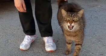 いつも世話してくれる優しい女性を独り占めしたい猫。女性に近づこうとする全ての猫を攻撃する様子にビックリ！