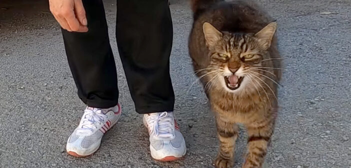 いつも世話してくれる優しい女性を独り占めしたい猫。女性に近づこうとする全ての猫を攻撃する様子にビックリ！