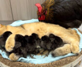 めんどりもビックリ! ニワトリよりもヒヨコの世話の仕方を知っている子猫の優しい姿に癒される (*´ェ`*)♡