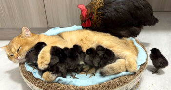 めんどりもビックリ！ ニワトリよりもヒヨコの世話の仕方を知っている子猫の優しい姿に癒される (*´ｪ｀*)♡