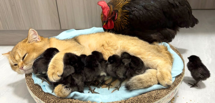 めんどりもビックリ！ ニワトリよりもヒヨコの世話の仕方を知っている子猫の優しい姿に癒される (*´ｪ｀*)♡