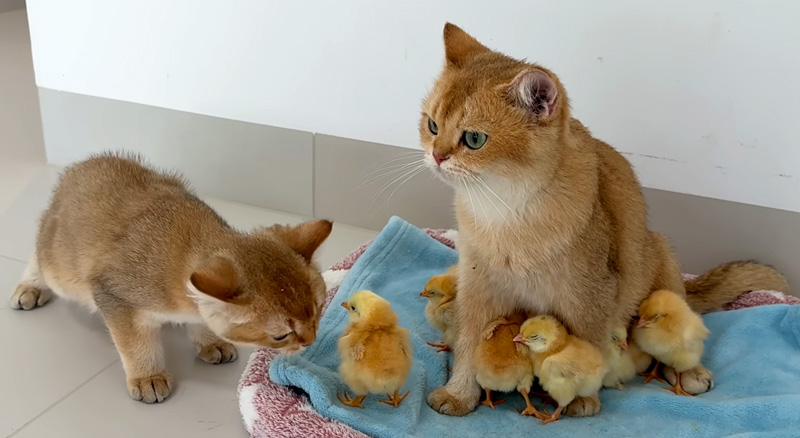 ヒヨコ達を守る猫