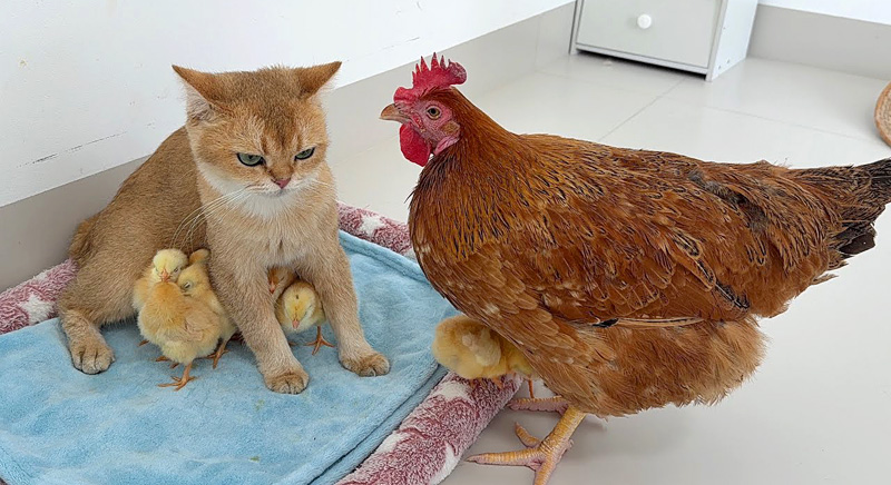 ヒヨコ達を守る猫