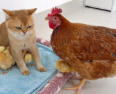 ヒヨコの世話がとっても上手な猫さん。何があってもヒヨコ達を腕の中で守り続ける姿に愛情を感じる (*´ェ`*)♡