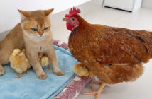 ヒヨコの世話がとっても上手な猫さん。何があってもヒヨコ達を腕の中で守り続ける姿に愛情を感じる (*´ェ`*)♡ ヒヨコ達を守る猫