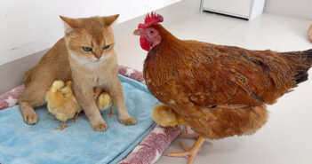 ヒヨコの世話がとっても上手な猫さん。何があってもヒヨコ達を腕の中で守り続ける姿に愛情を感じる (*´ェ`*)♡ ヒヨコ達を守る猫