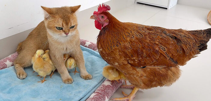 ヒヨコの世話がとっても上手な猫さん。何があってもヒヨコ達を腕の中で守り続ける姿に愛情を感じる (*´ｪ｀*)♡