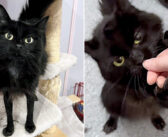 細い足が特徴的だった黒猫。保護施設で出会った全ての人と握手して、みんなの心を次々ととりこに (*´ェ`*)