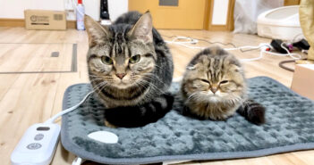 新入り子猫と先住猫にホットマットをプレゼントしたら… 暖か過ぎて幸せいっぱいの反応が返ってきた ( *´艸｀)♡