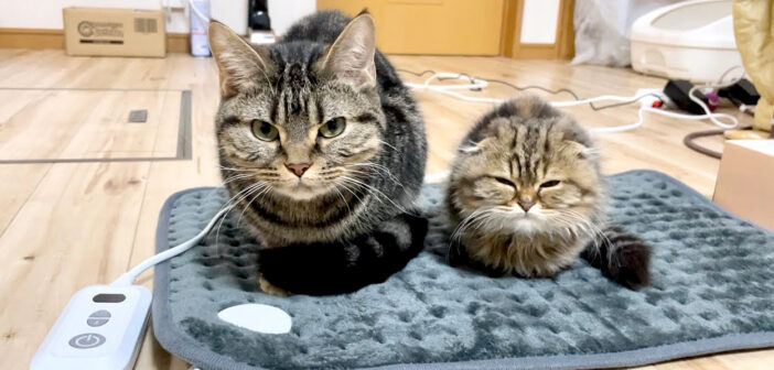 新入り子猫と先住猫にホットマットをプレゼントしたら… 暖か過ぎて幸せいっぱいの反応が返ってきた ( *´艸`)♡