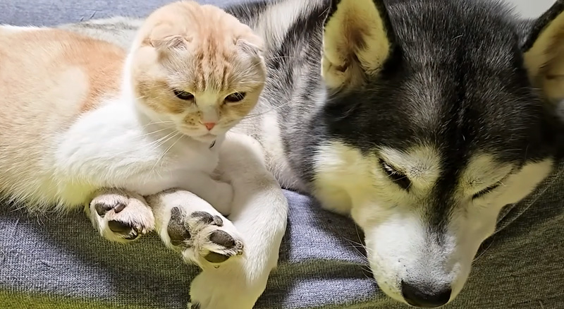 ハスキー犬に育てられた猫