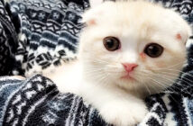 ハスキー犬に育てられた子猫