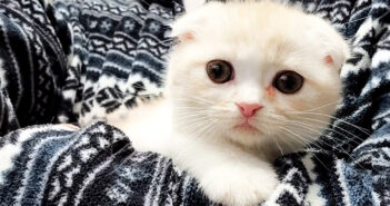 ハスキー犬に育てられた子猫