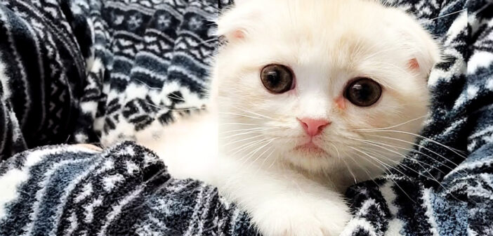 ハスキー犬に育てられた子猫