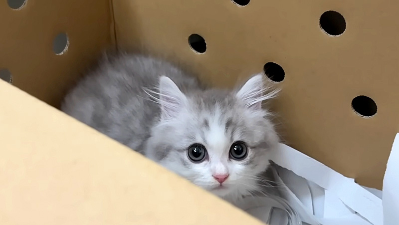 家に来た直後の子猫