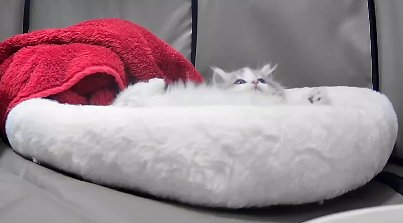 家に来た日の夜の子猫