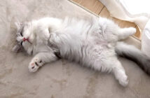 家に来た初日の子猫