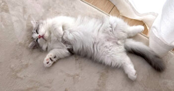 家に来た初日の子猫