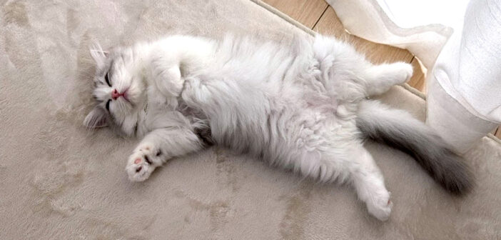 家に来た初日の子猫