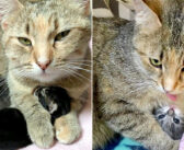 お腹の中にいる赤ちゃんのために、人間に助けを求めてきた野良猫。安全な家の中での子育てに最高の幸せを感じる (*´ェ`*)