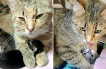 幸せな猫の親子