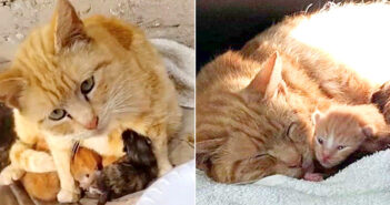 冷たい雨に打たれながら、子猫達を温め続けていた母猫。暖かい家に安心すると、幸せそうに子猫達を抱きしめ続ける 子猫達を守る母猫