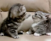 マンチカン兄弟のプチケンカ♪ 短い前足で一生懸命に「ていてい！」する姿がとっても可愛くて、完全にノックアウト♡