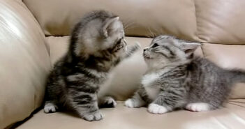 マンチカン兄弟のプチケンカ♪ 短い前足で一生懸命に「ていてい!」する姿がとっても可愛くて、完全にノックアウト♡