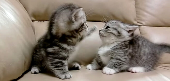 マンチカン兄弟のプチケンカ♪ 短い前足で一生懸命に「ていてい！」する姿がとっても可愛くて、完全にノックアウト♡