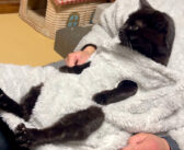 あったかいんだからぁ♪ 『猫と着る毛布』にお父さんと一緒に入った猫さん。ヌクヌクを楽しむ姿に癒される (*´ω`*)♡