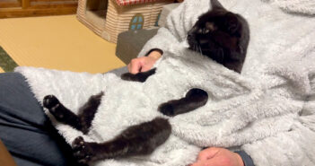 あったかいんだからぁ♪ 『猫と着る毛布』にお父さんと一緒に入った猫さん。ヌクヌクを楽しむ姿に癒される (*´ω｀*)♡